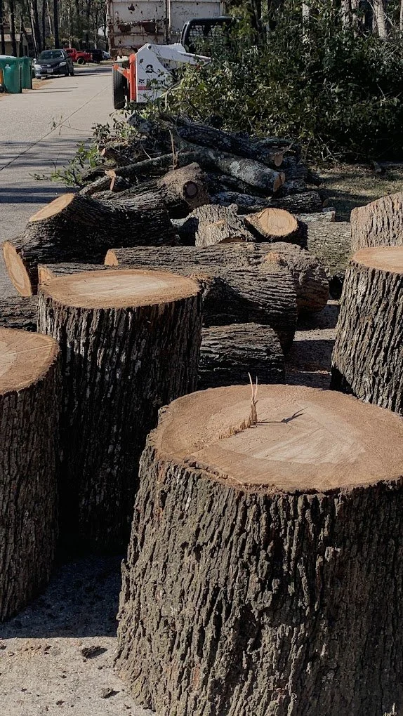 Large cut tree logs | Southeast Texas Trees | Tree services The Woodlands