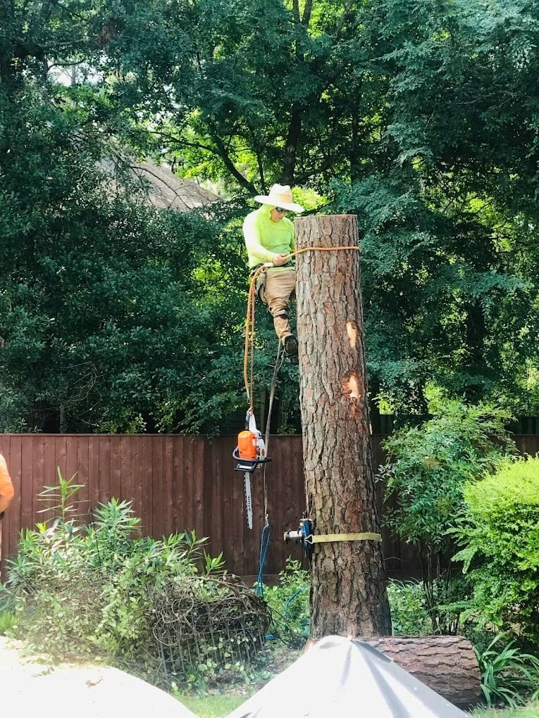 Person trimming a tall tree with equipment | Southeast Texas Trees | Tree services The Woodlands, Conroe, tx