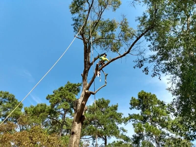 Man cutting tree | southeast texas tree services the woodlands tx