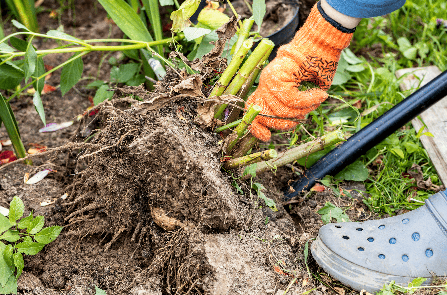 Tree roots fertilization of trees | Southeasttexas trees