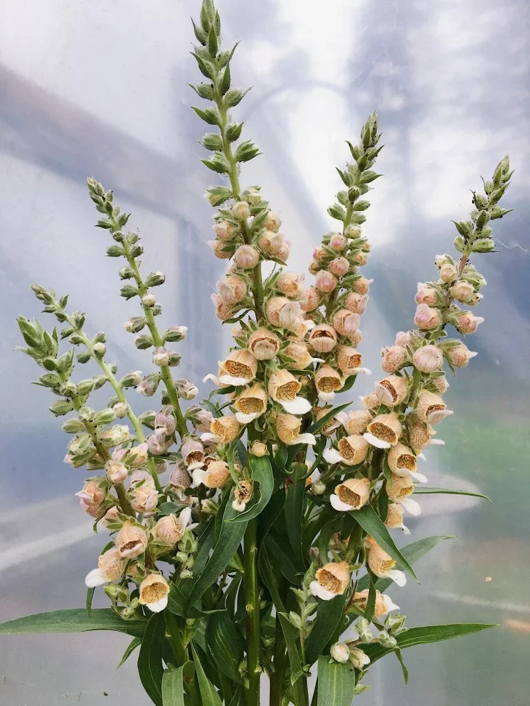 Foxglove 'Cafe Creme'