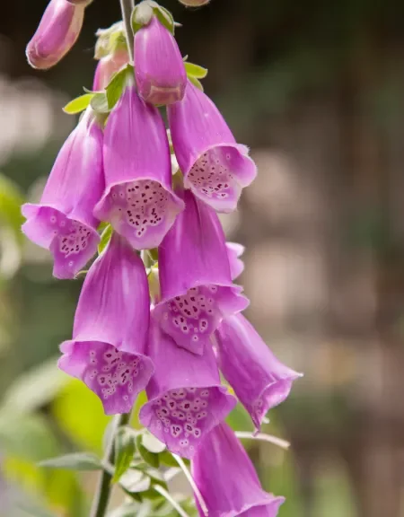 Foxglove 'Wild Cascades'