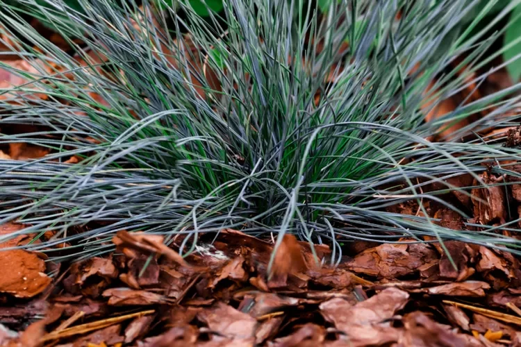 rock-garden-plants-2132908-07-7e092e308aa1451d90db12ada78273e3.webp