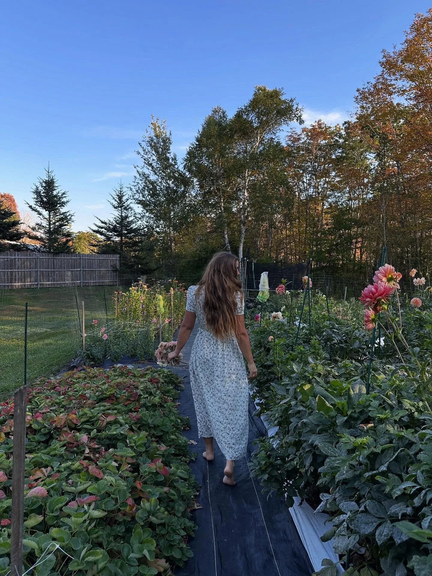 Gearing up to pull the rest of my garden this weekend. With the exception of the lisanthus, dahlias and chrysanthemums. Cutting down perennial beds. Soon, planting bulbs for dayysss. Heavy composting on 5 of my rows and my perennial beds. Seaweeding