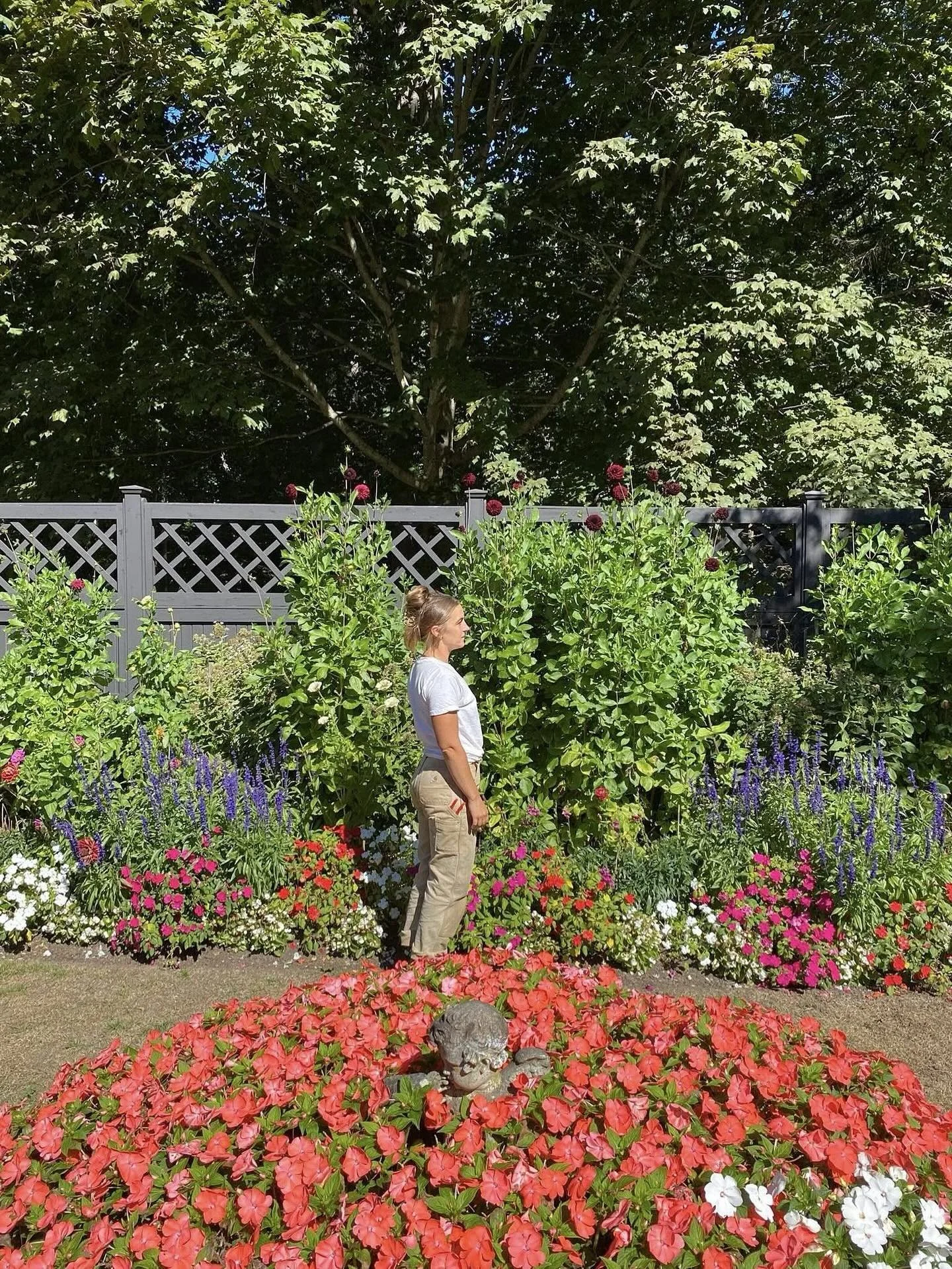 When Dahlias are 7’ tall!! Never in my life, have I seen them THIS tall.😍 #midcoastmainegardener #islesboromaine