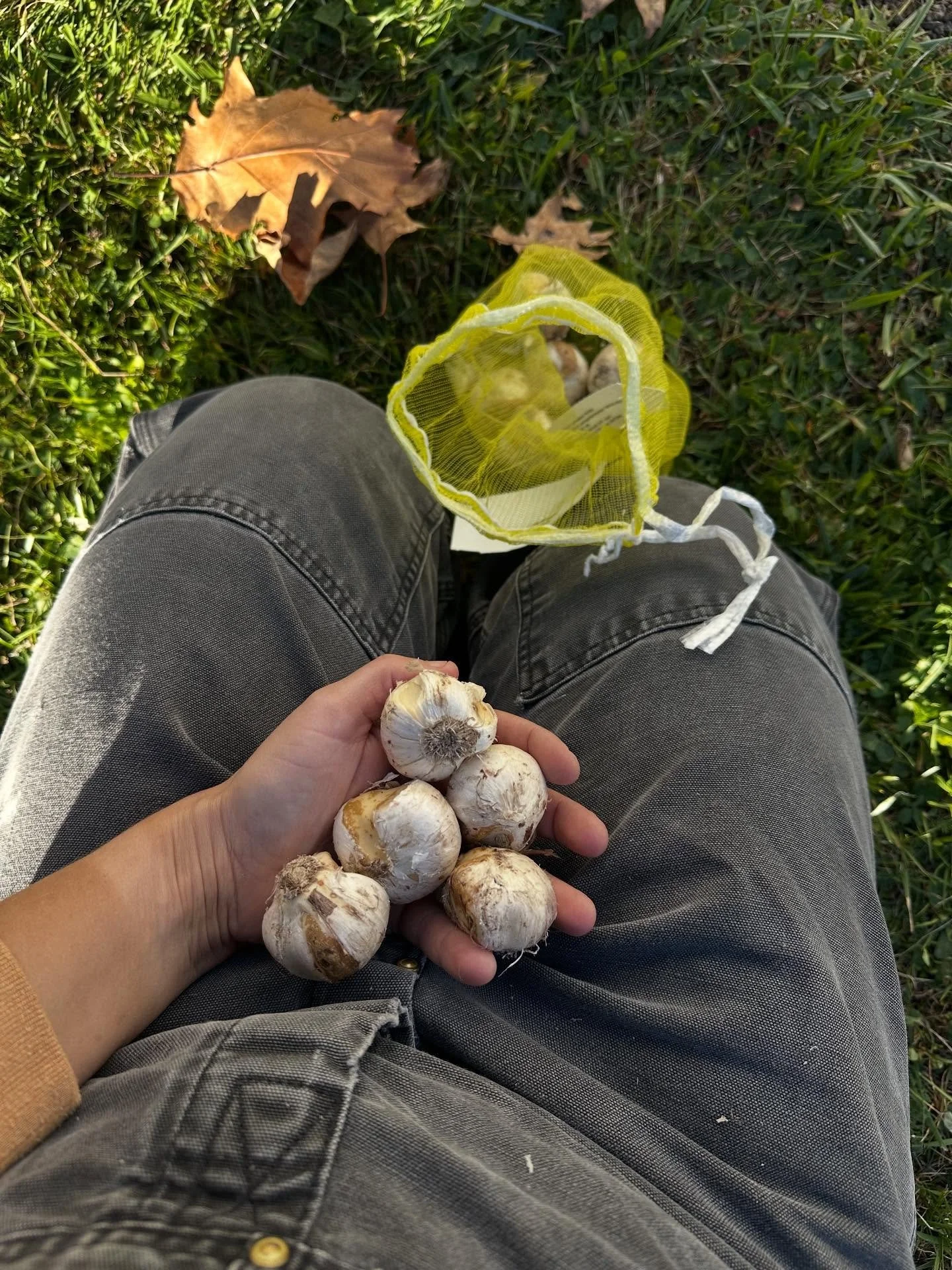 Planted Fritillaria and allium bulbs today! That autumn light tho✨✨✨✨! Always have my trusty boyyyy playing trucks in the soil. 😍 Hands down, spring bulbs/flowers are my absolute favorite…hurry springggg.