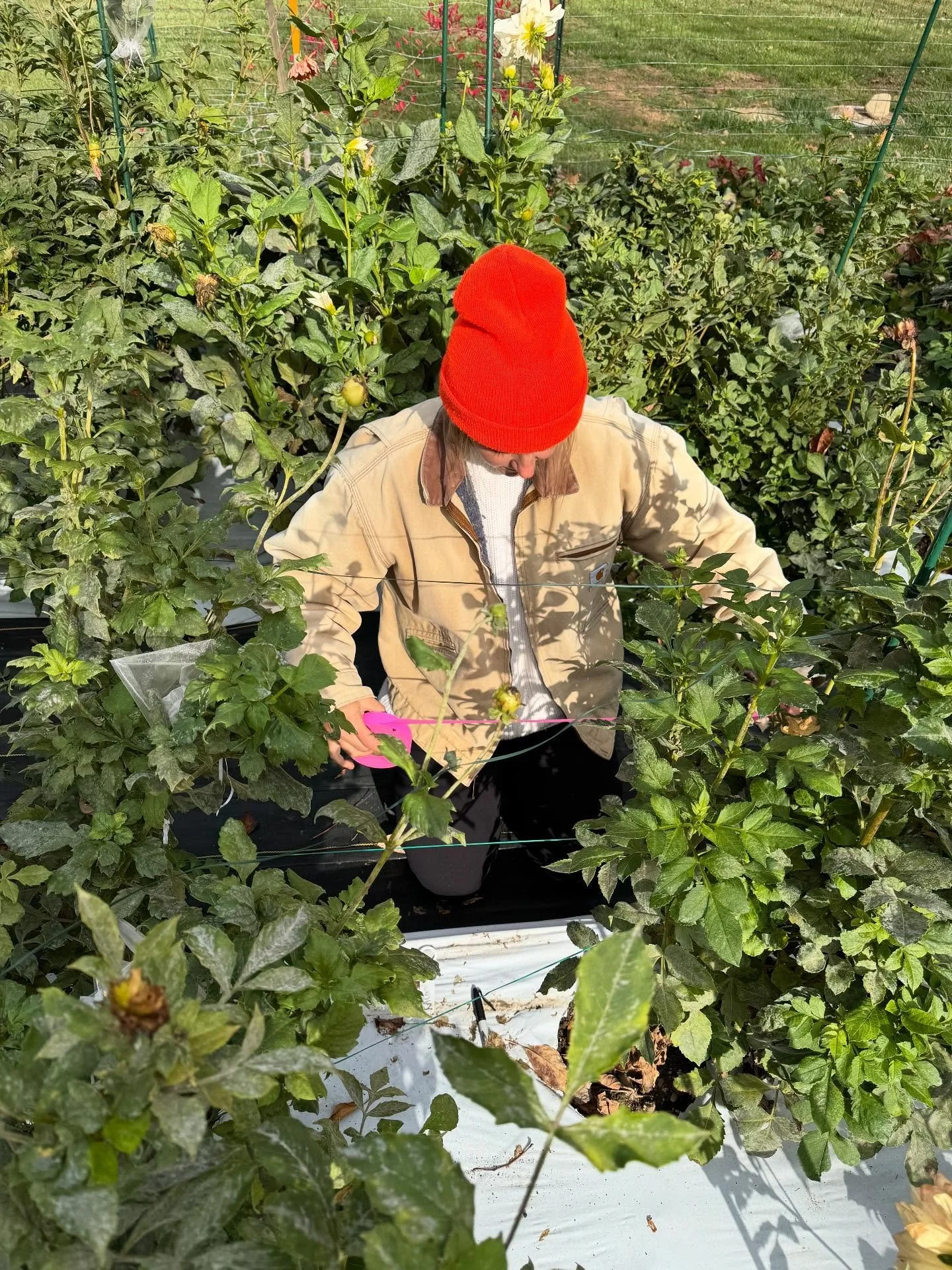 I started the big dig today. Huuuge tubers for barely growing any flowers.😂🤌✨