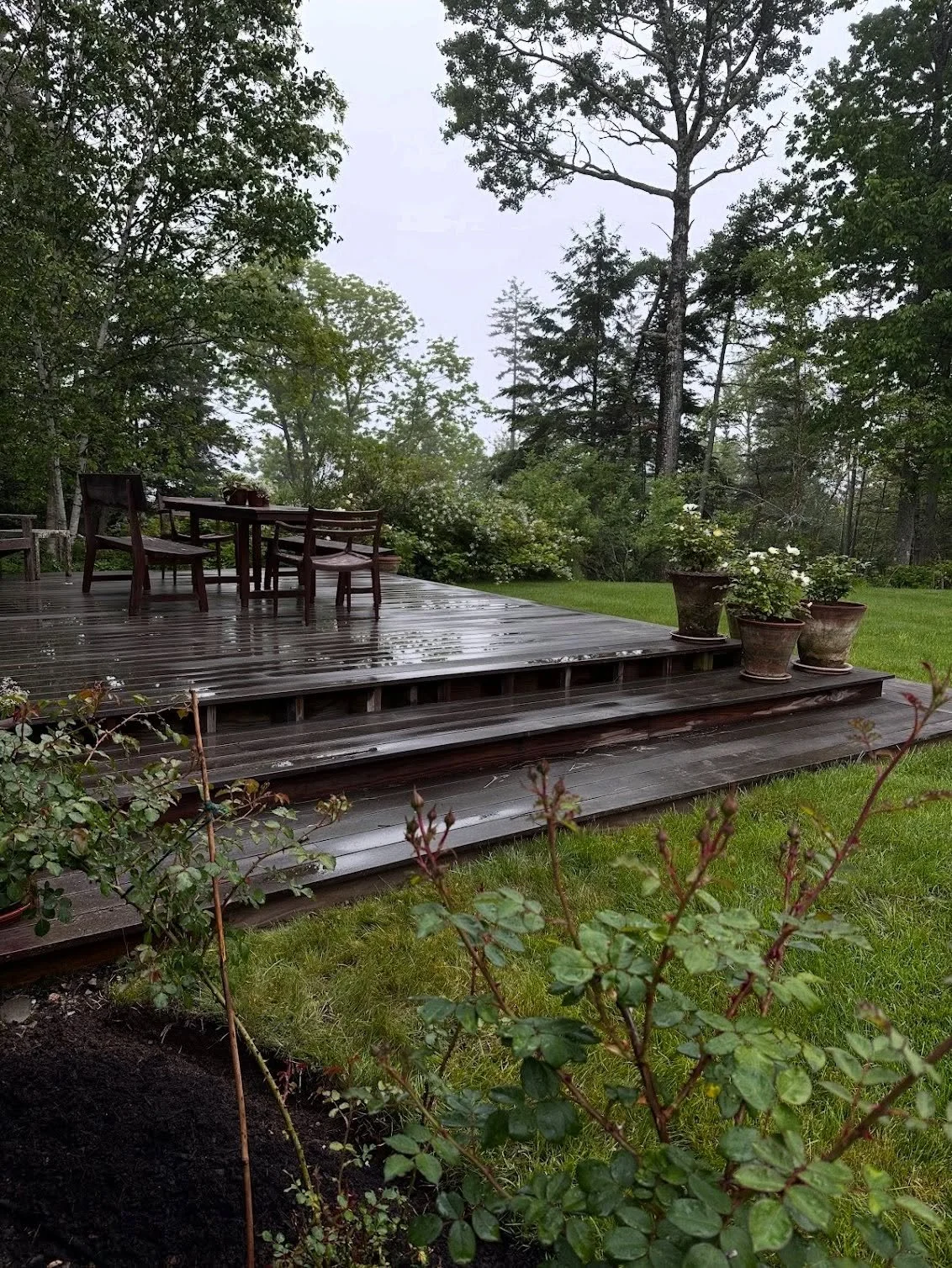 Going through some 2025 gardening photographs-and ran across these terricotta pots. 🥰 I remember helping pull these beauties out of the shed and immediately fell in love. With the cracks. Green/white growth. These pots, with roses planted in them-we