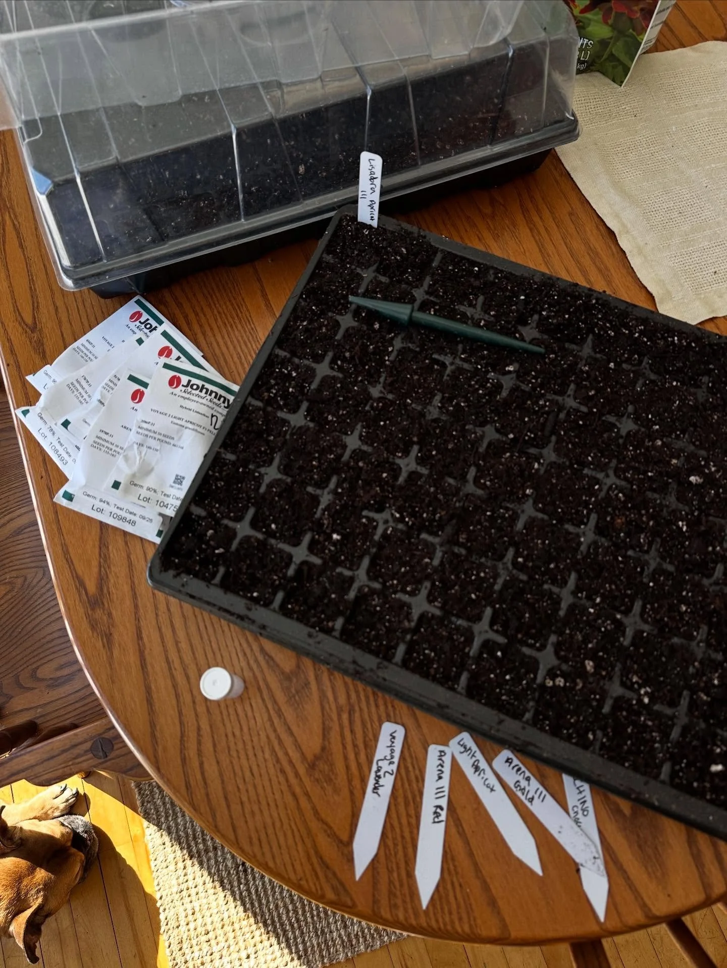 Nor&rsquo; Easter tomorrow. Foot of snow and gusts 50mph. 🫣😔😭The only way I coping??&hellip;sowing the first seeds of the season! This week is considered week 13 on my calendar-13 more weeks until I start planting all my babies! Lisianthus, cool s