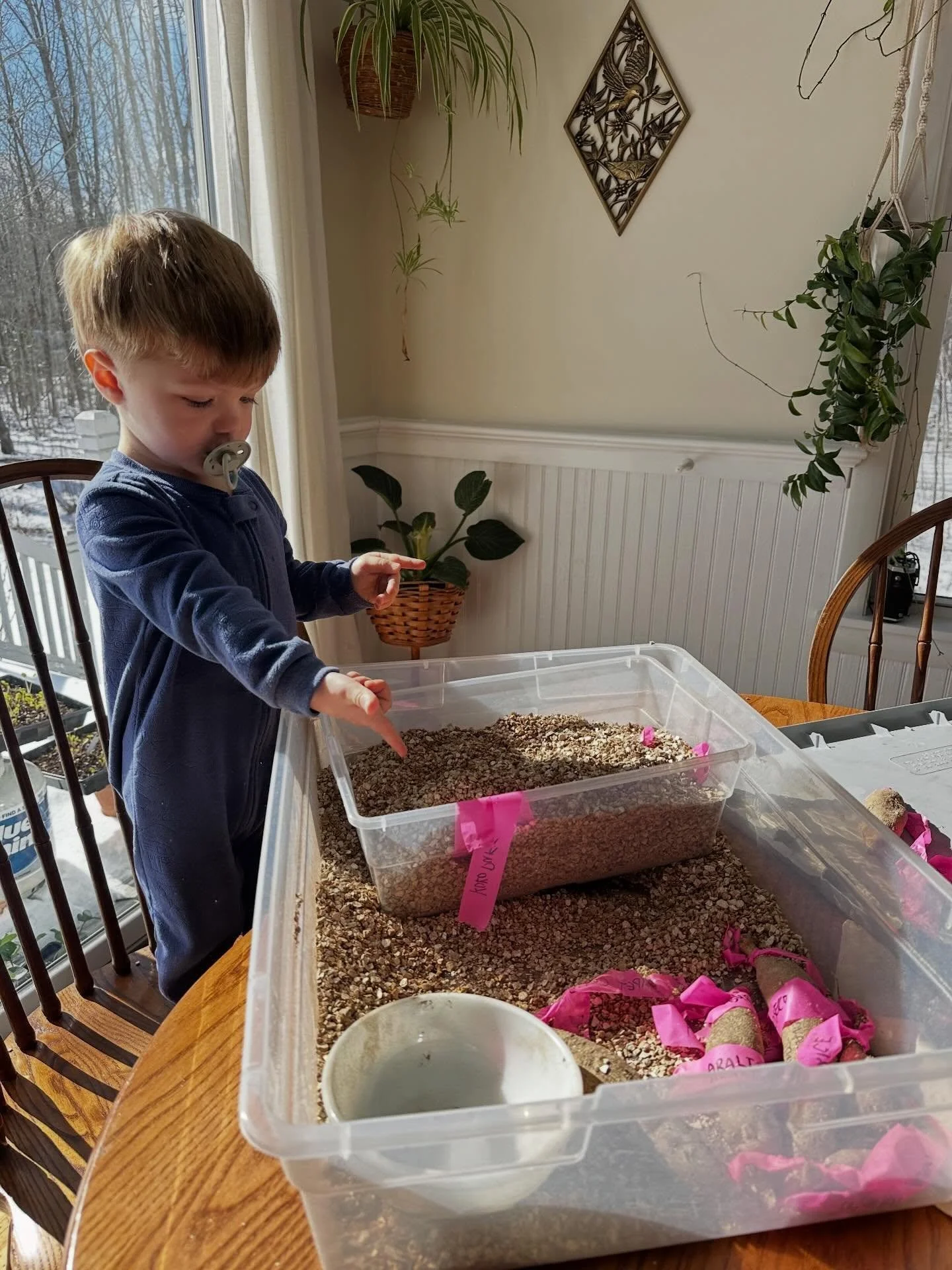 Mr. Hayes (he&rsquo;s 🤧) and I went through dahlia tubers this morning! I&rsquo;ll be offering a small quantity of my favorite &amp; harder to find 2025 dahlia&rsquo;s (as cuttings)-in my May plant sale! Hit the link above to view the seeding store.