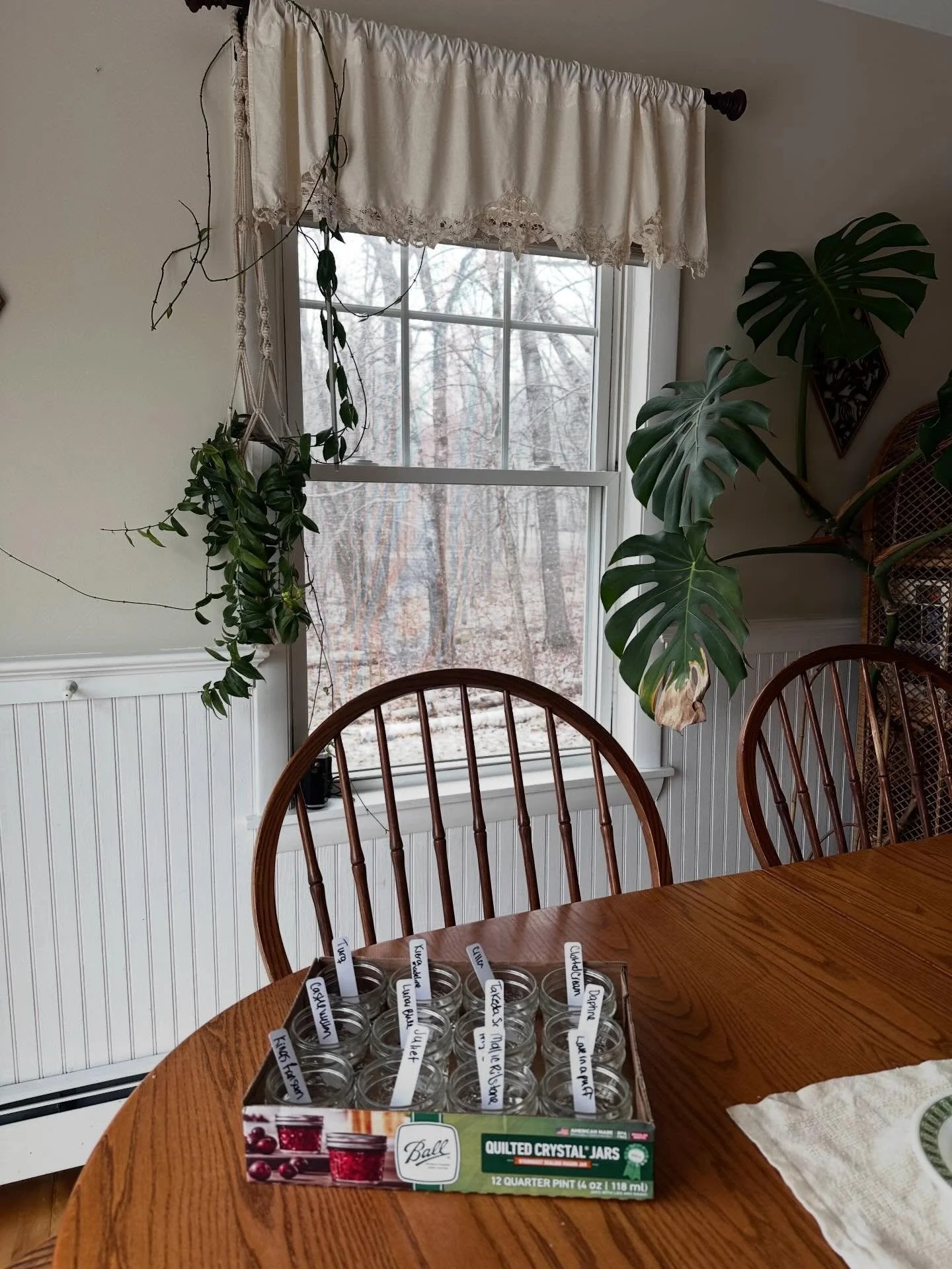 Soaking sweet peas on this winterish day.🥴 I&rsquo;m sowing half of each variety indoors and direct sowing the other half outside. The indoor seedlings do struggle to regulate outside and I heard that the direct sown sweet peas seem to perform soooo