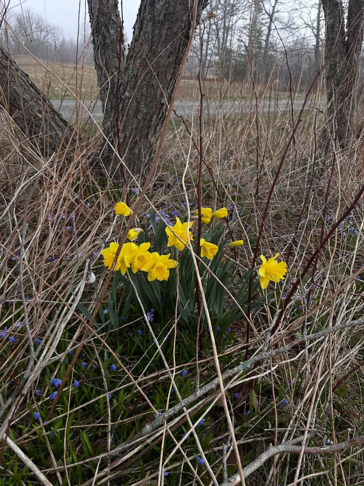 Photo dump from last week. Loads of gardening! On Islesboro. On the mainland (independent work) and micro-flower farming in my backyard. It was a lighter week (emotionally) and I got to enjoy the brief moment of warmth. ✨ Soooo cold this week-digging