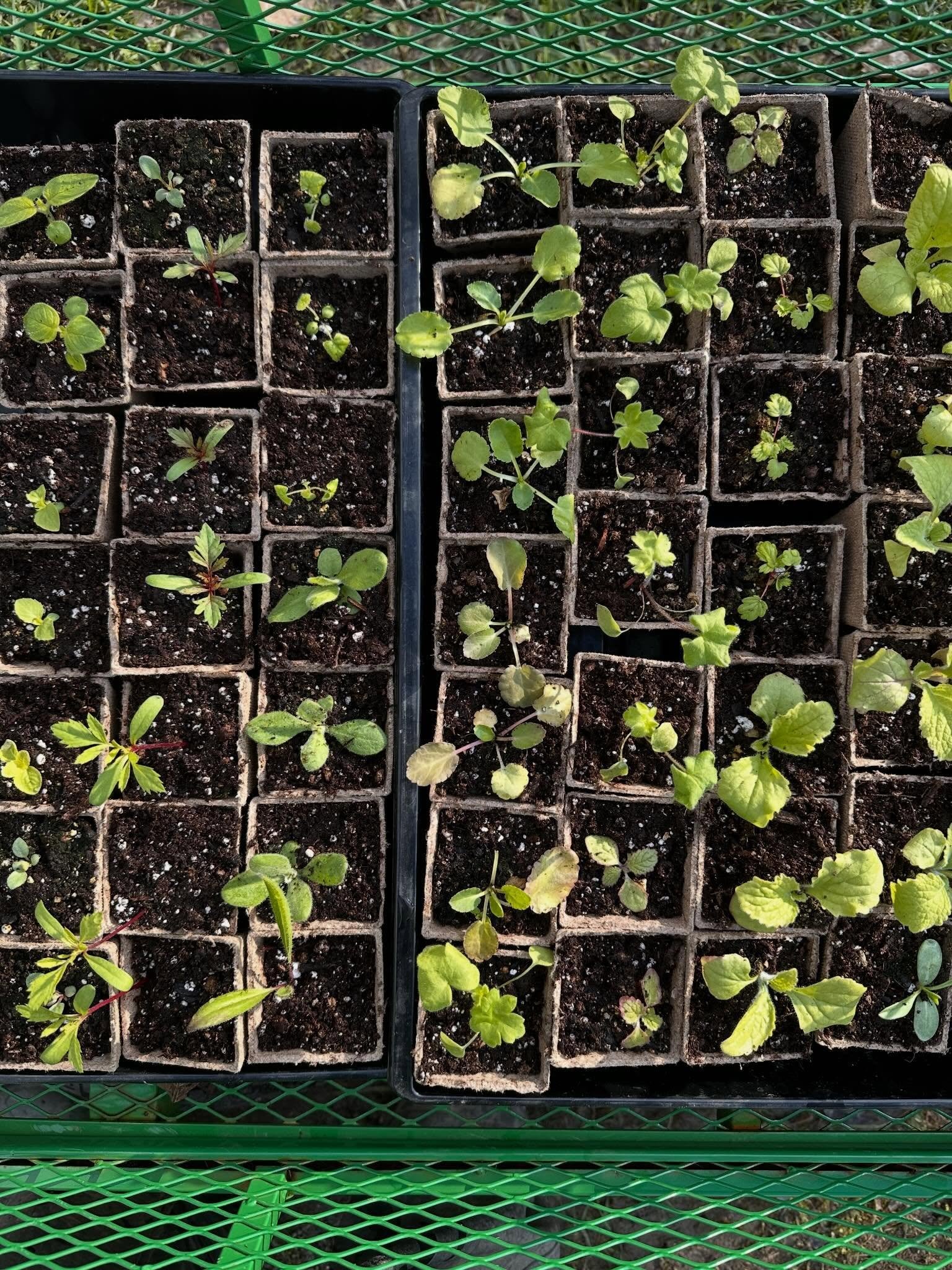 Finally started the process of potting up my plant babies! I&rsquo;ll update the website on Wednesday and these little guys will be out at the stand Friday/Saturday/Sunday. Please don&rsquo;t steal. There&rsquo;s cameras and we&rsquo;ll be home all w