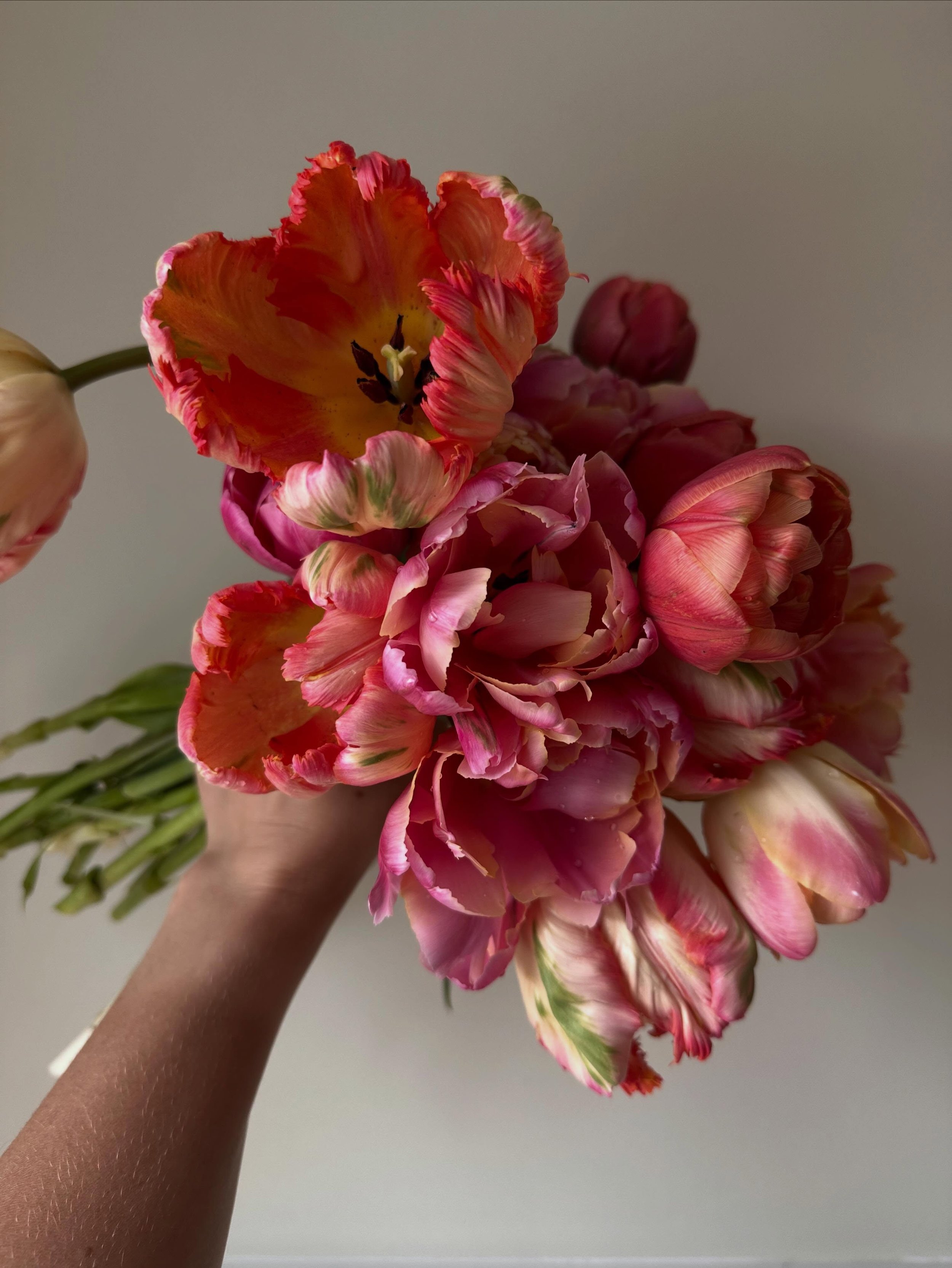 We&rsquo;re nearing the end of tulip season around here. Howwwwww?! My best tulip season, yet! Almost every bulb that I put in the ground, grew near perfect. Crazy stem lengths too. 😍🥰
