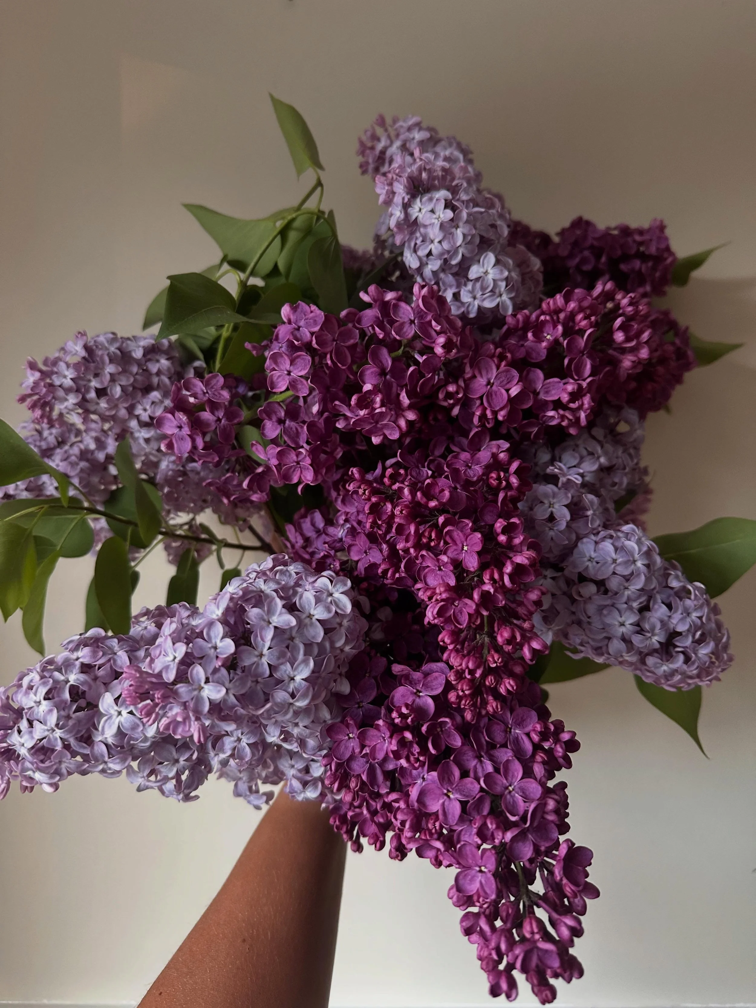 Lilac season! The dark purple lilac, I can&rsquo;t remember the  name- was gifted to me as a 2ft plant. On my first Mother&rsquo;s Day, after Lila&rsquo;s passing.😔 Every spring, I notice its size and I seem to compare its growth to how many years I