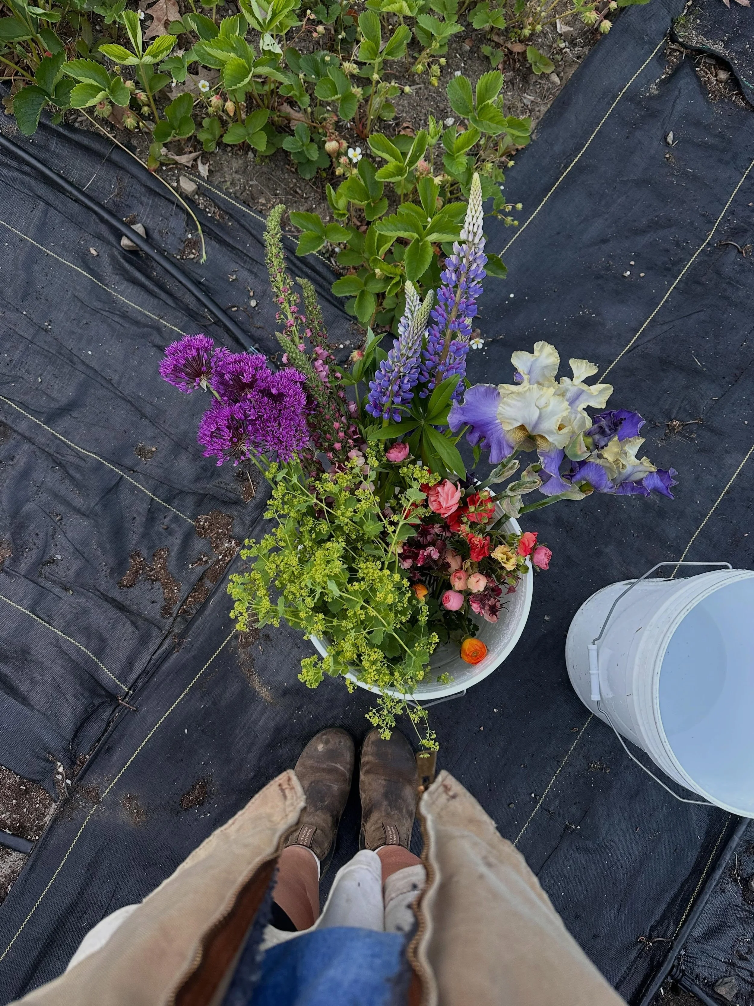 I&rsquo;ve been working 12+ hour days. 😭 Between working on the island, farming and working in my own client gardens. There&rsquo;s not enough hours. There&rsquo;s not enough of me to go around.😮&zwj;💨 Last night, I was watering a client garden, u