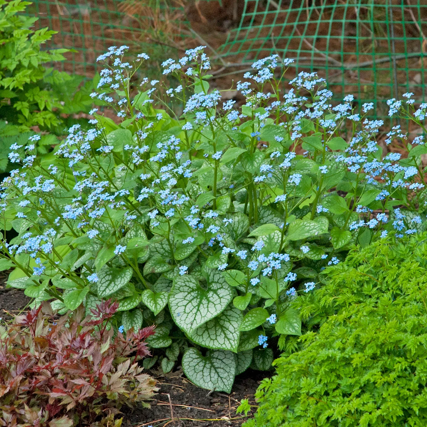 Brunneramacrophylla_JackFrost_0001highres.webp