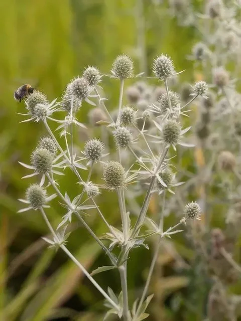 Eryngium White Glitter