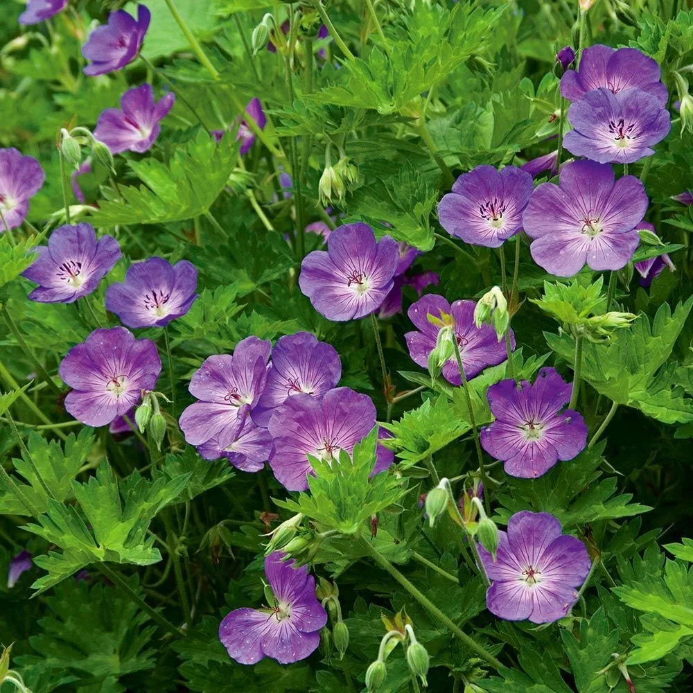 74d0c1e36835dfd88c05827d241309f4.jpg