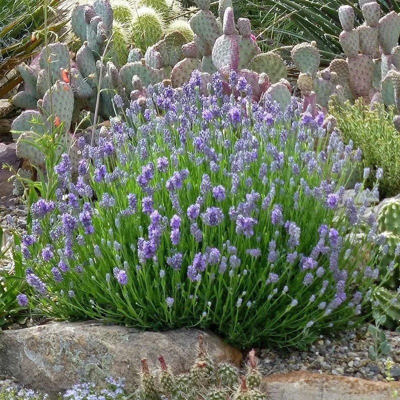 lavandula-wee-one-opuntia-echinocereus-cropped_2.jpg