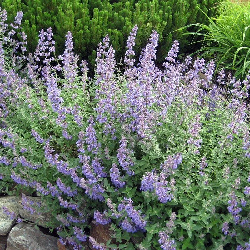 nepeta-walkers-low-ethan-platt-4.jpg