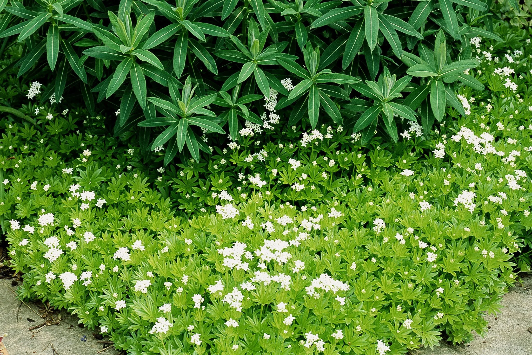 2048x1365-Sweet-woodruff-SEO-GWSCJ2-f99b723.jpg