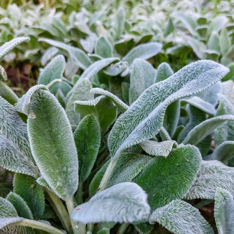 stachys-byzantina-silver-carpet-foliage-close-up.jpg