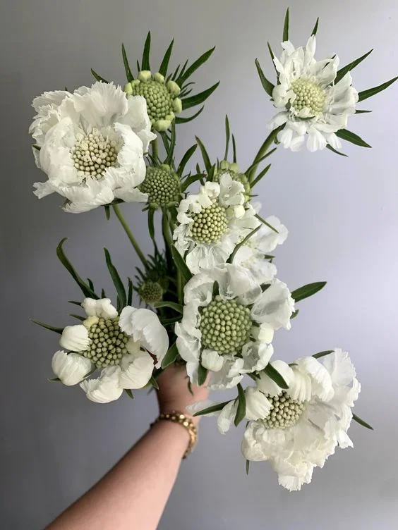 Scabiosa "Fama White"
