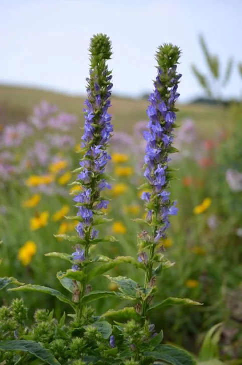 lobelia-siphilitica-great-blue-lobelia_landscape_483x730.jpg