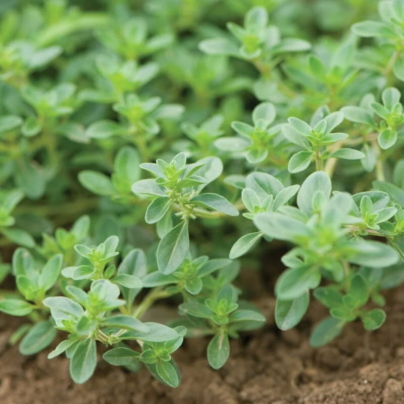 00938_01_creepingthyme.jpg
