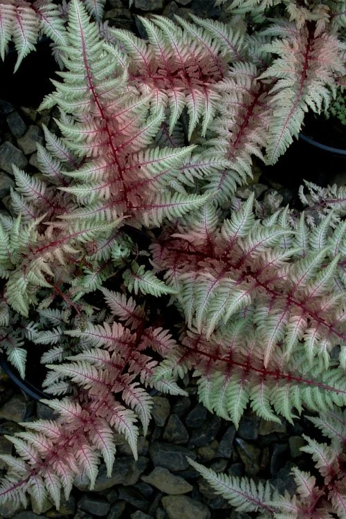 athyrium-pictum-regal-red-japanese-painted-fern-10.jpg