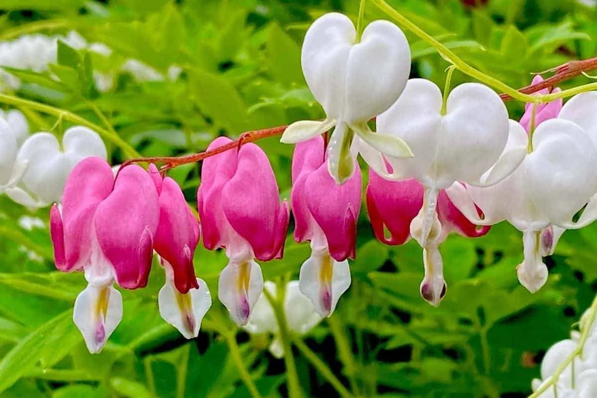 white-and-pink-bleeding-heart-flowers.jpg