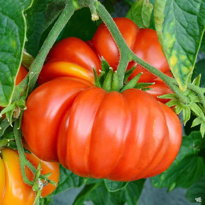 Tomato_Brandywine_700x700.webp