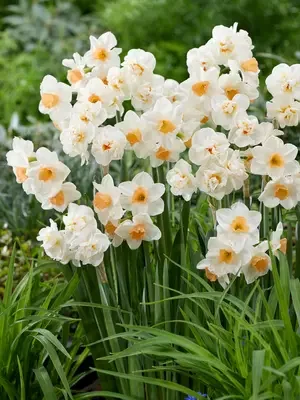 BDKAP-0-Daffodil-Kapiti-Peach-visi221418-dv.jpg.webp
