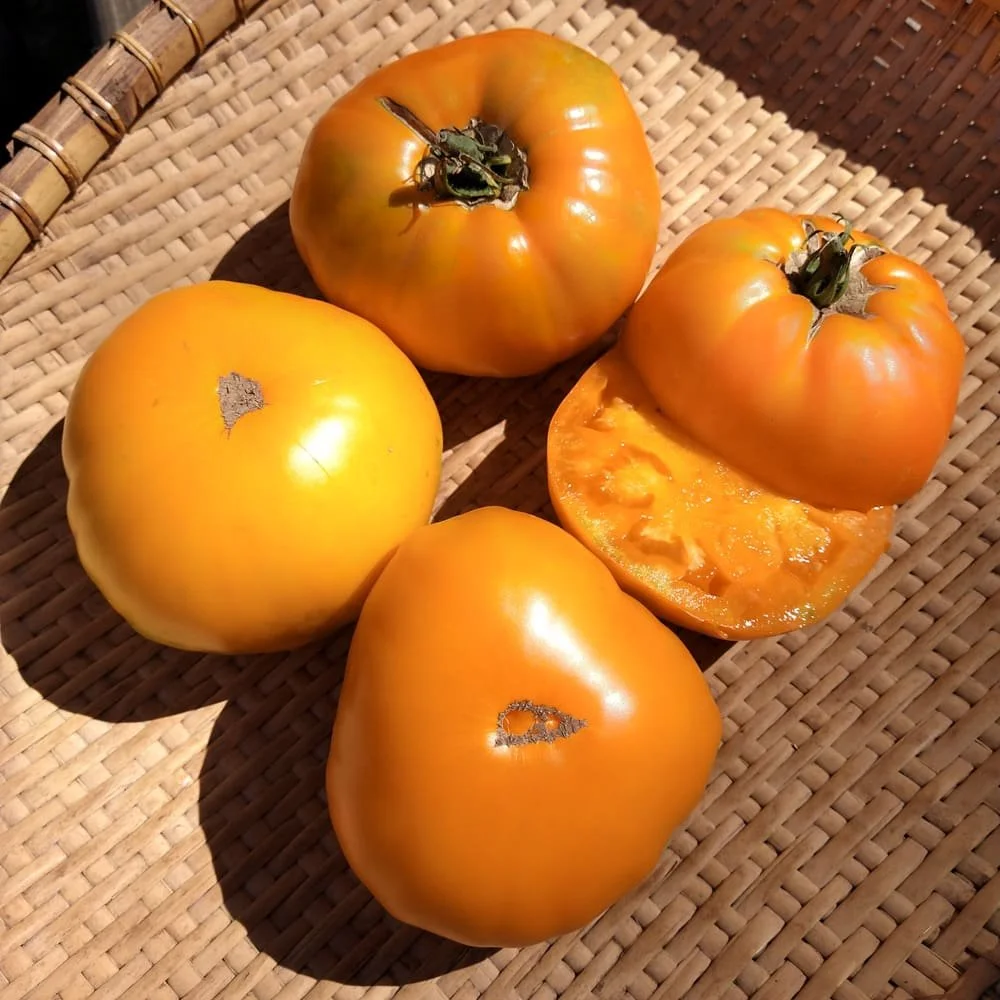 Altai-Orange-Tomato-1.jpg