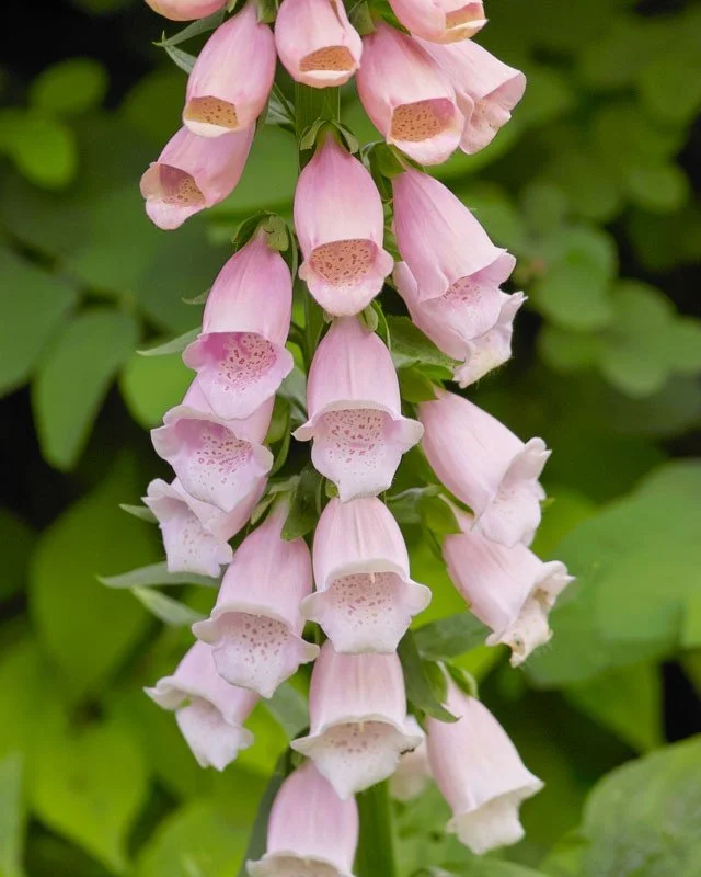 Foxglove 'Suttons Apricot'