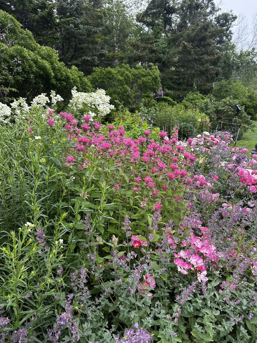 Maine Native Garden