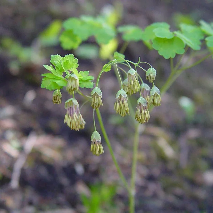 thalictrum-dioicum-fl-ahaines-d_740x.webp