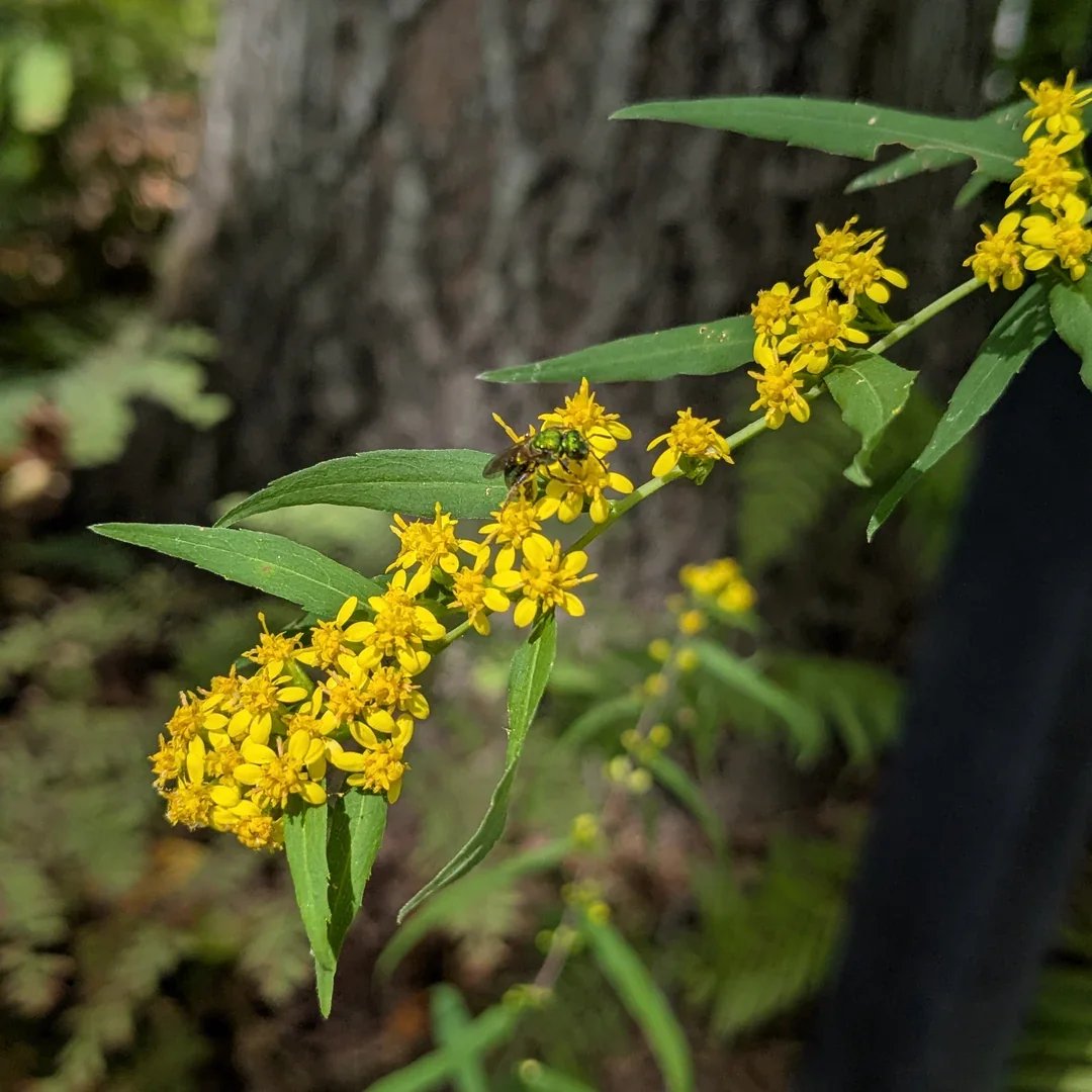solidago_caesia_jocelyn9.16.25_1080x.webp