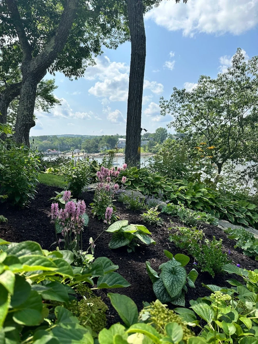Shade Garden