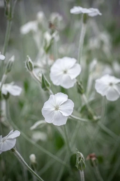 Rose Campion Alba