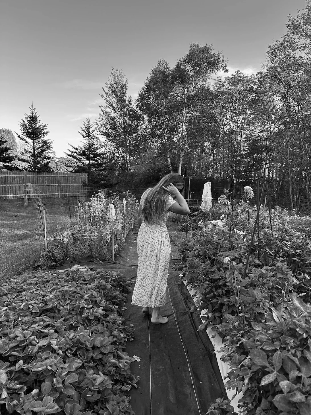 Rockport Maine Gardener