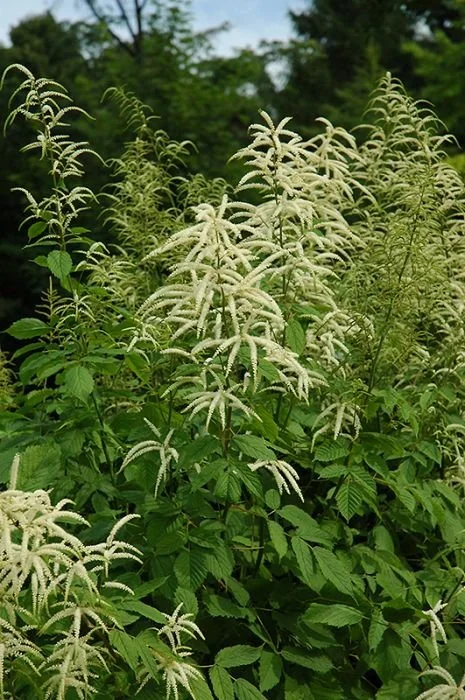 goatsbeard_1.jpg