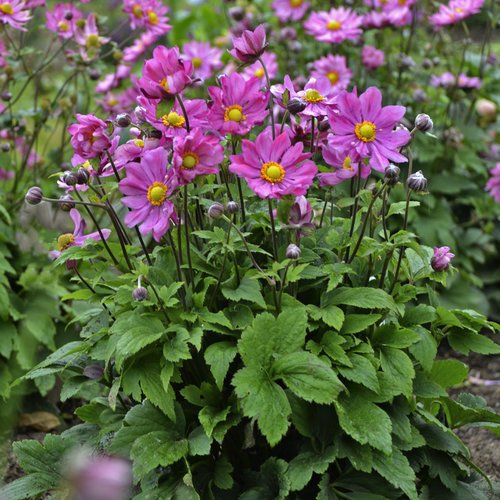 anemone_curtain_call_deep_rose.jpg