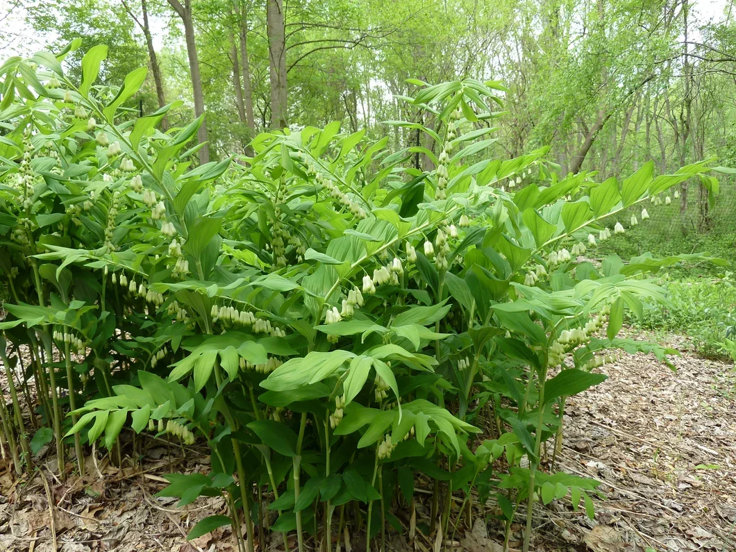 giantsolomonsseal2_530x@2x.webp