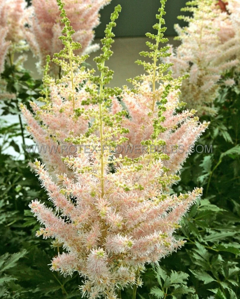 astilbe-chinensis-milk-and-honey-2-3-eye-25-p-bag-5781-en-G.jpg
