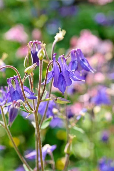aquilegia-vulgaris-columbine-1.jpg