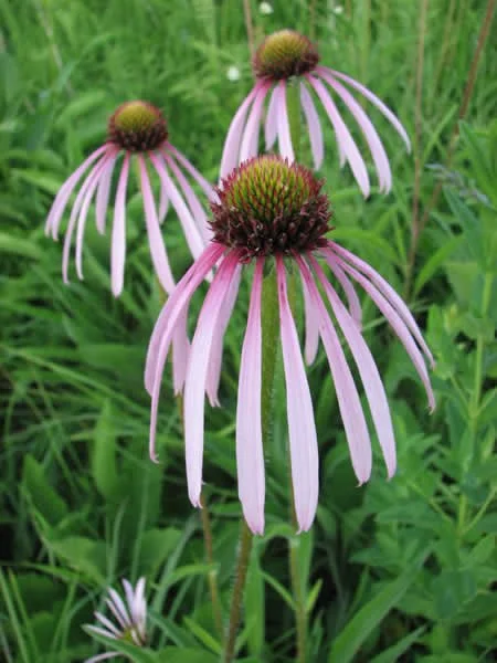 Pale Purple Coneflower