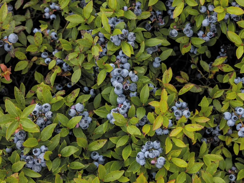 julaug2024_f16_blueberries.webp