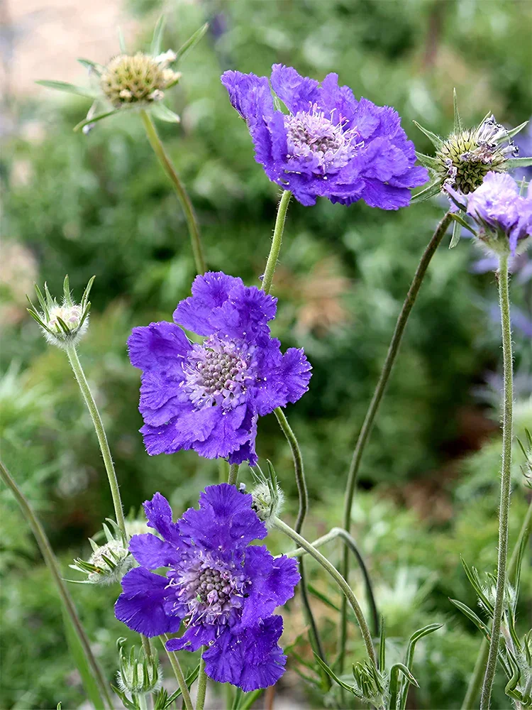 Scabiosa "Fama Deep Blue"